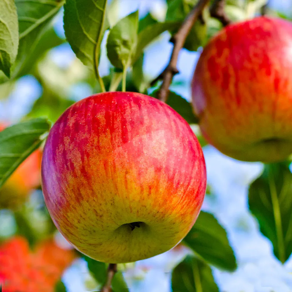 APPLE, FUJI, #7