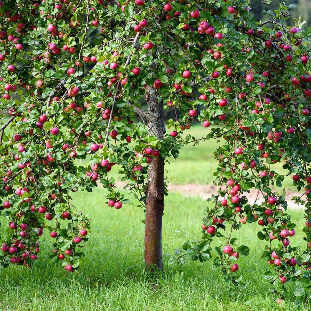 APPLE, PINK LADY, #7