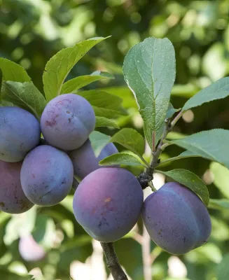 PRUNE, ITALIAN, #7