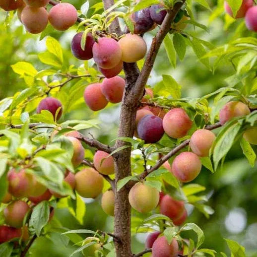 PLUM, METHLEY, #7 PLUM, METHLEY, #7