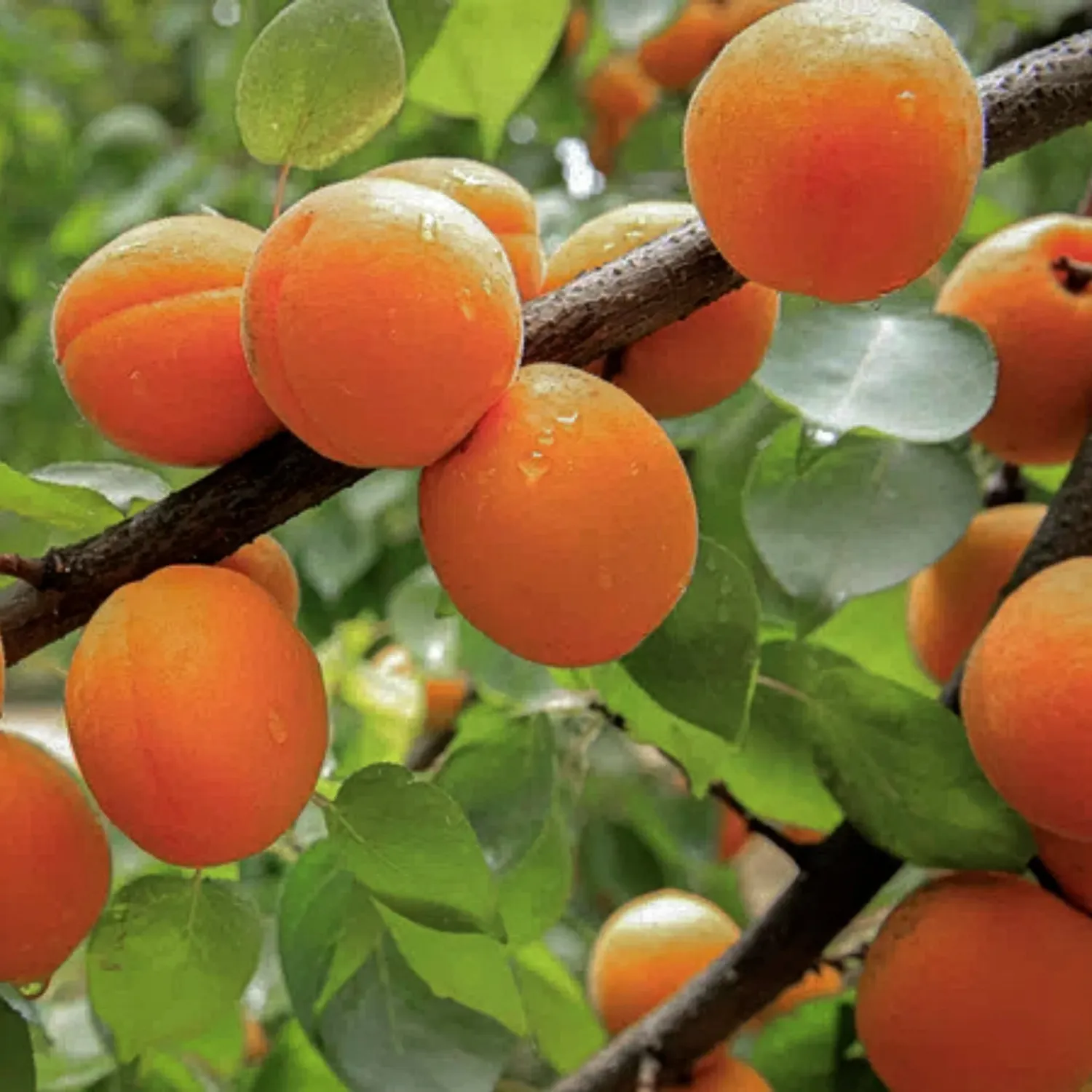 APRICOT, WEN., MOORPARK, #7