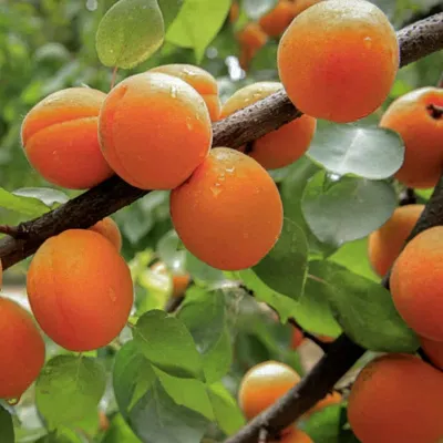 APRICOT, WEN., MOORPARK, #7