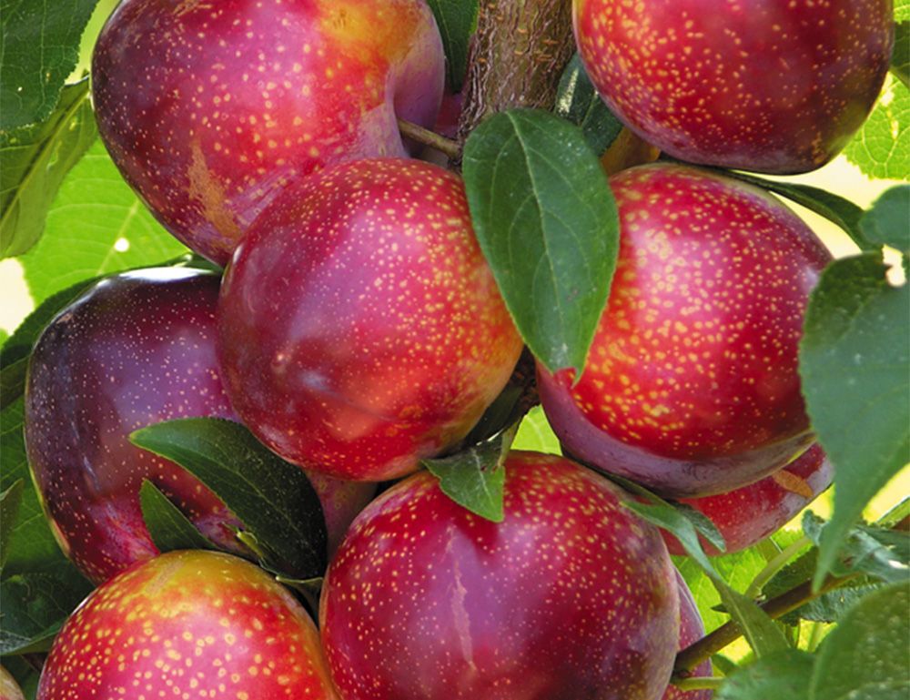 PLUOT, FLAVOR KING, #7 PLUOT, FLAVOR KING, #7
