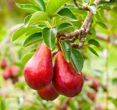 PEAR, RED BARTLETT, #7
