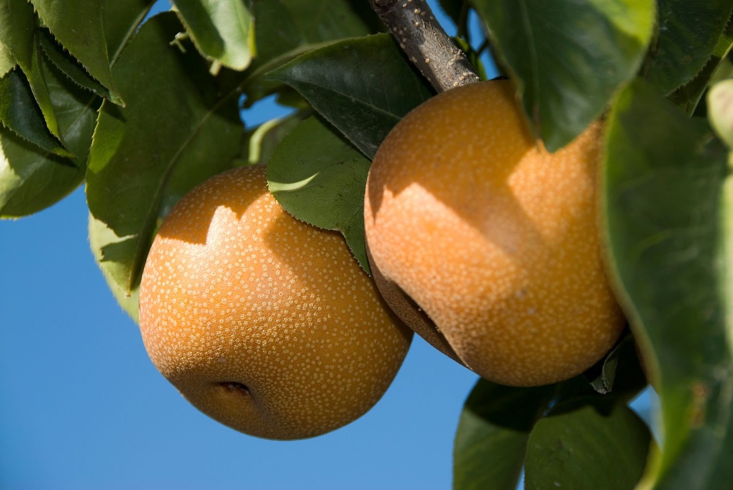 PEAR, HOUSI, #7