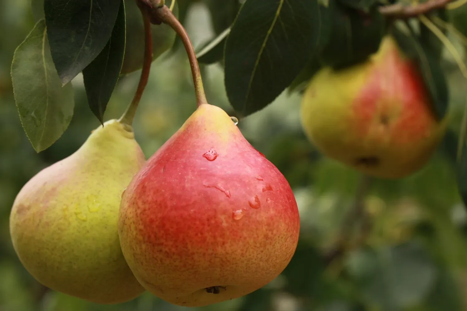PEAR, COMICE, #7