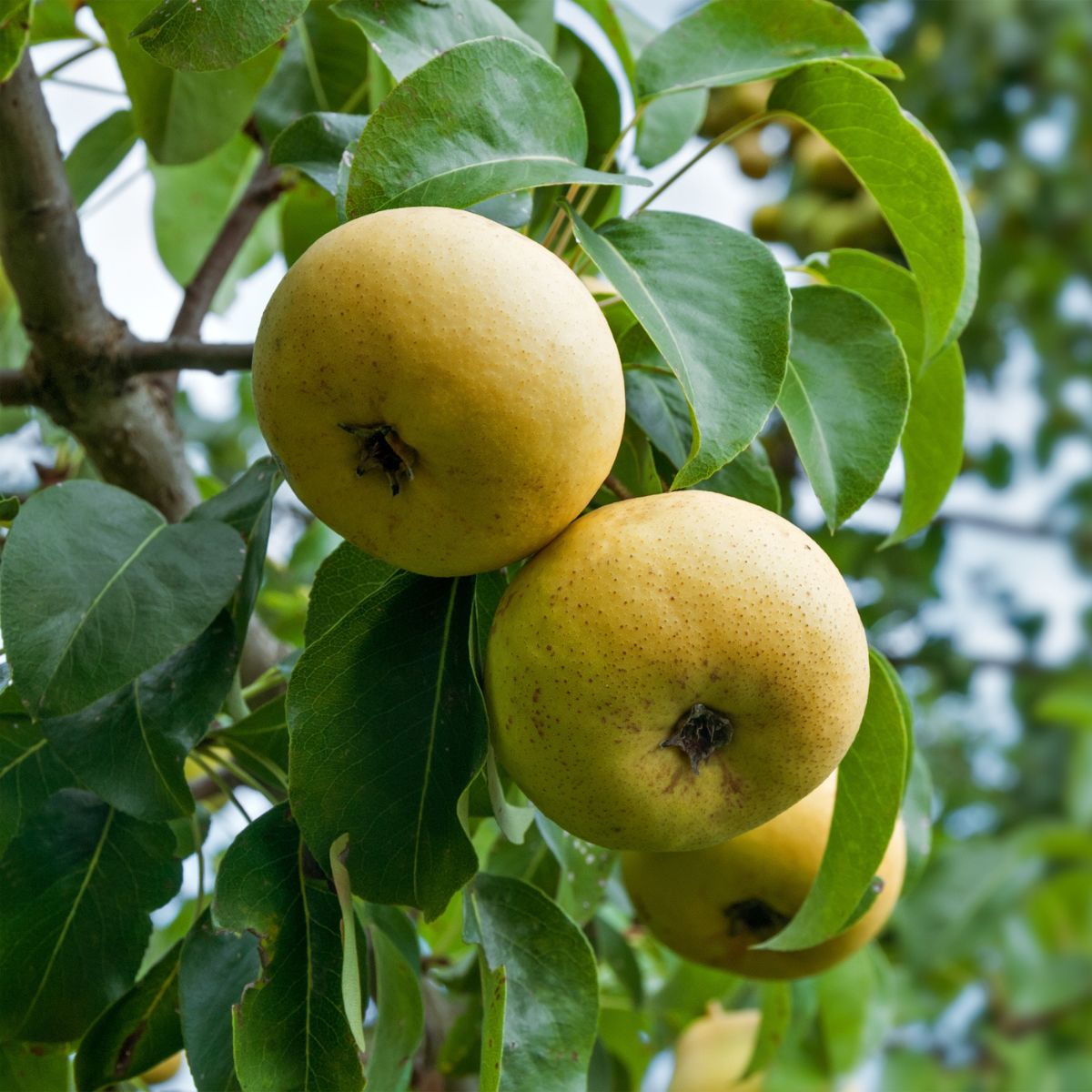 PEAR, SHINSEIKE, #7
