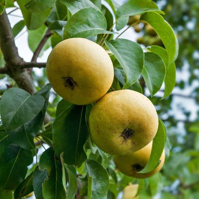 PEAR, SHINSEIKE, #7