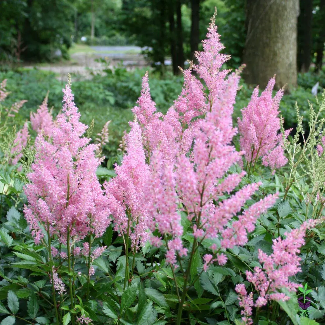 ASTILBE 'VISION IN PINK'  19CM