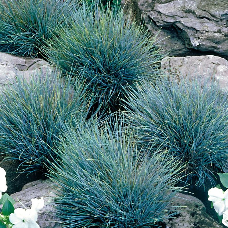 FESCUE, ELIJAH BLUE #1