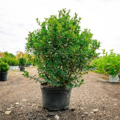 HOLLY, (ILEX), ROYAL FAMILY, #5