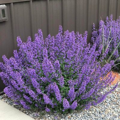 NEPETA, CATMINT, WALKERS LOW, 19CM