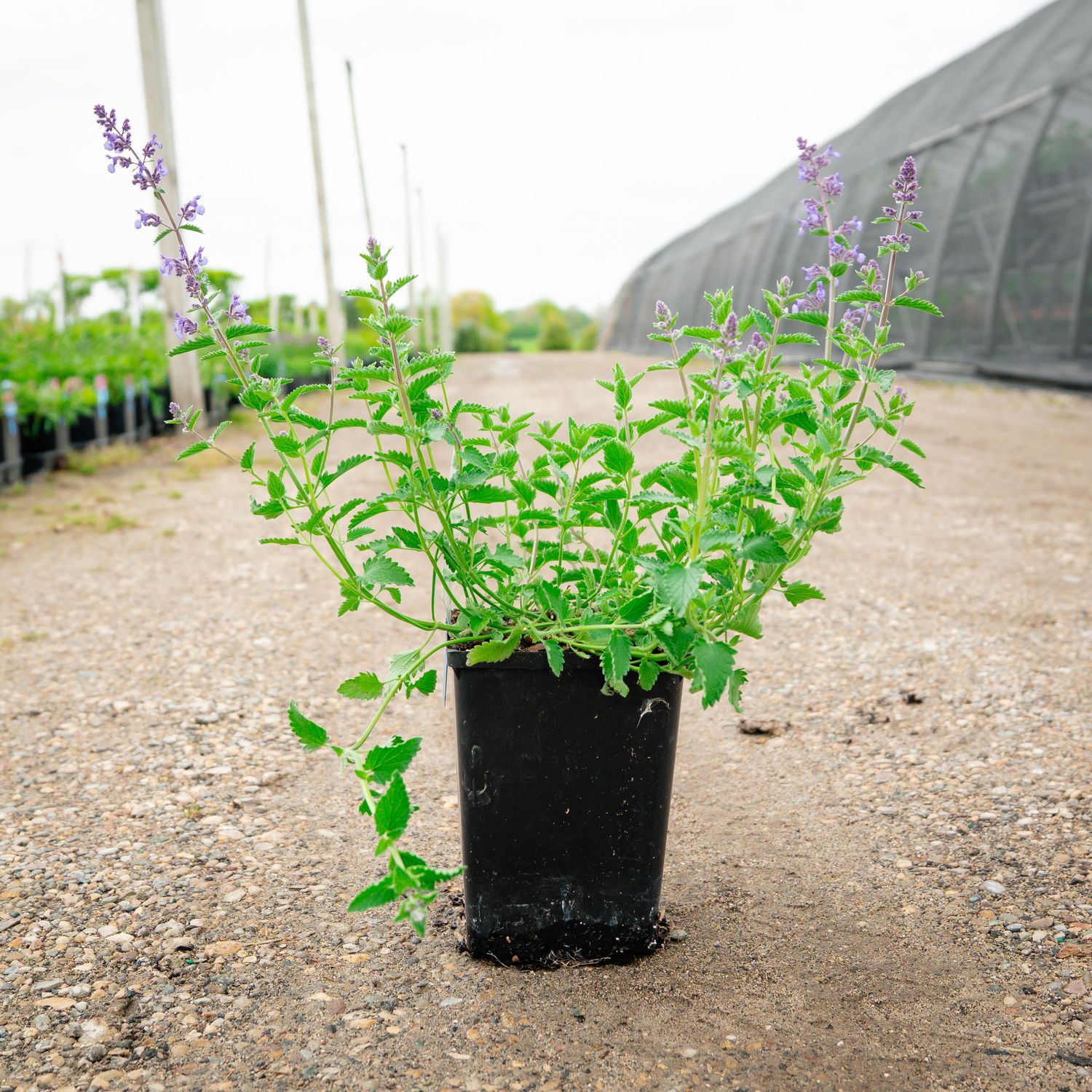 NEPETA, CATMINT, WALKERS LOW, 19CM