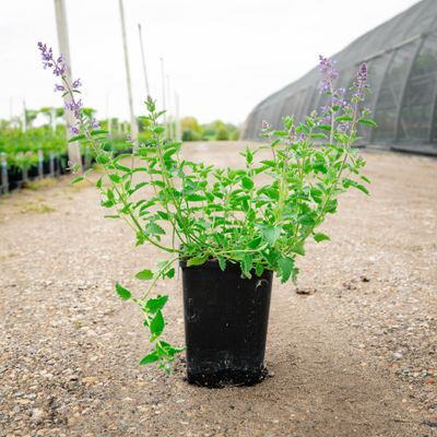 NEPETA, CATMINT, WALKERS LOW, 19CM