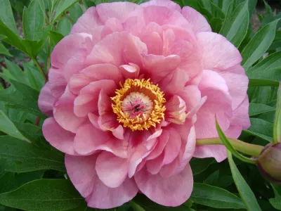 PEONY, ITOH,DOUBLE BUBBLE PINK, #2