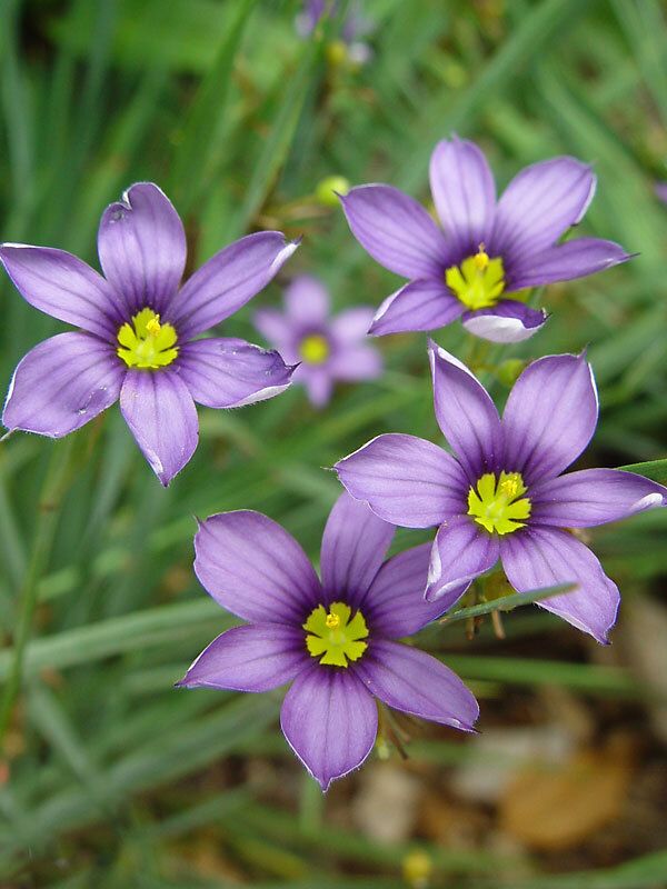 SISYRIN., LUCERNE, BLUE-EYED GRASS, 19CM