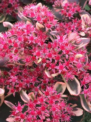 SEDUM, DREAM DAZZLER, 19CM
