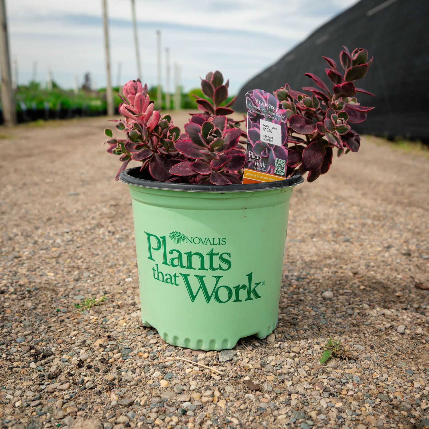 SEDUM, DREAM DAZZLER, 19CM