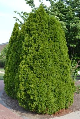 ARBORVITAE, TECHNY, #7