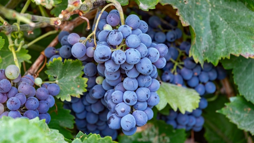 TRADE., CONCORD GRAPE. 19CM