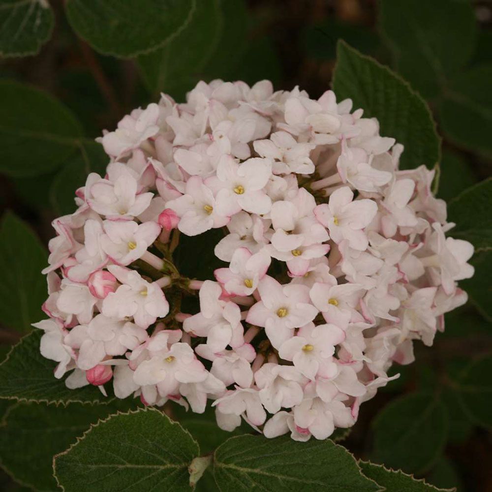 VIBURNUM CARLESII, SPP, #3