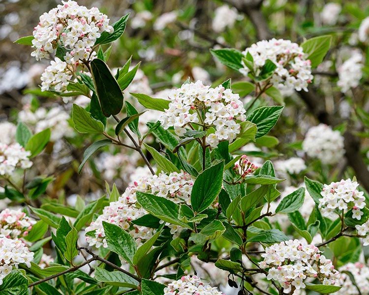 VIBURNUM CARLESII, KOREAN SPICE #3