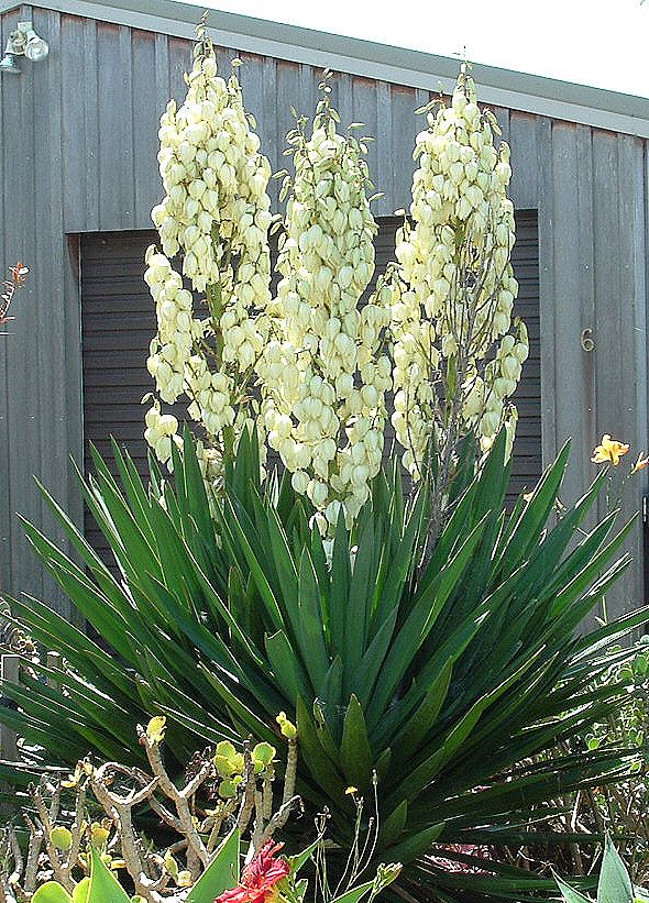 YUCCA, FILAMENTOSA, #2