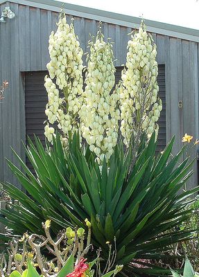YUCCA, FILAMENTOSA, #2