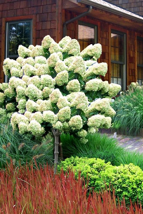 HYDRANGEA TREE, PEE GEE, #7