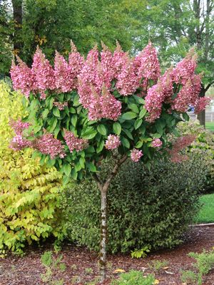 HYDRANGEA TREE, PK. DMND., #10