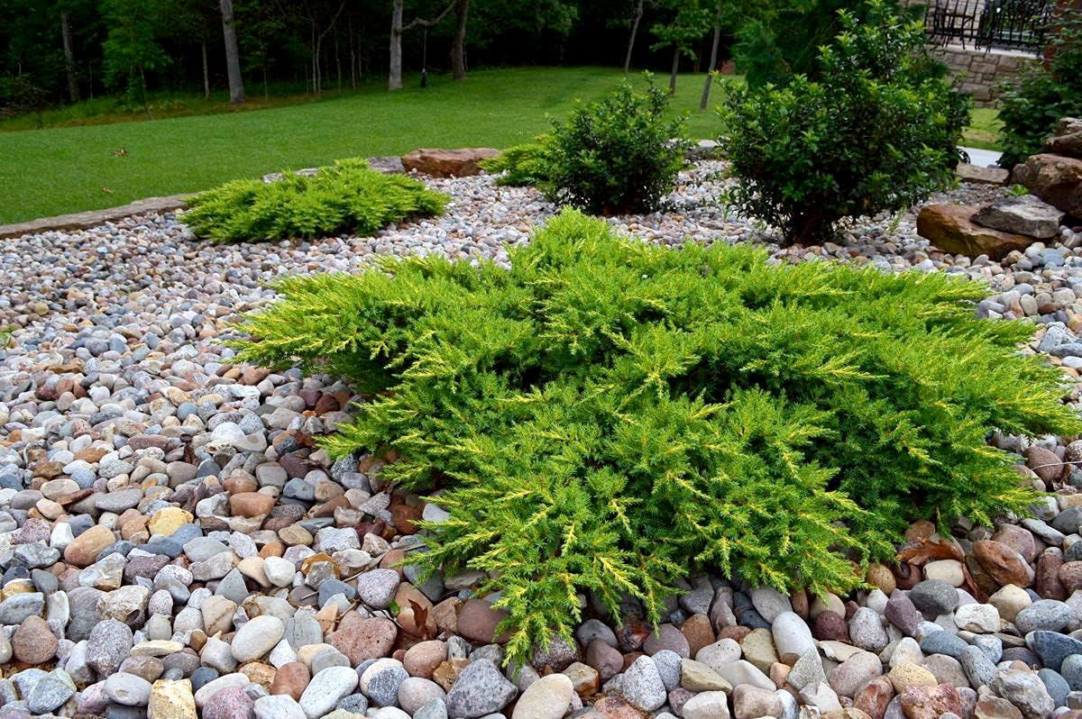 JUNIPER, CALGARY CARPET, #3