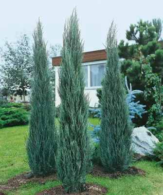 JUNIPER, SKY ROCKET, #7