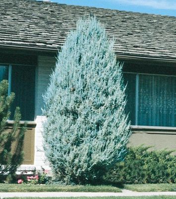 JUNIPER, MOONGLOW, #10