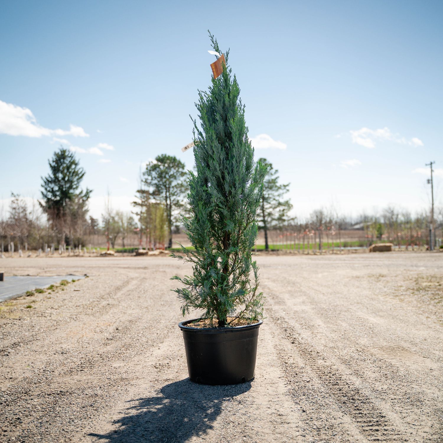 JUNIPER, MOONGLOW, #7