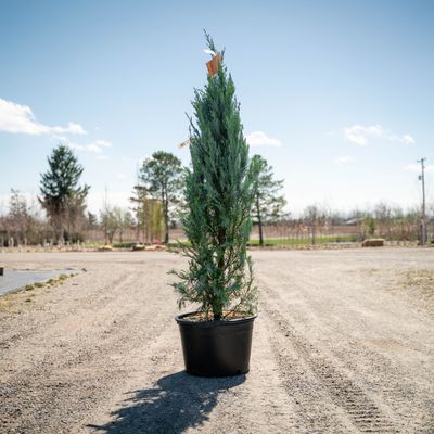 JUNIPER, MOONGLOW, #7