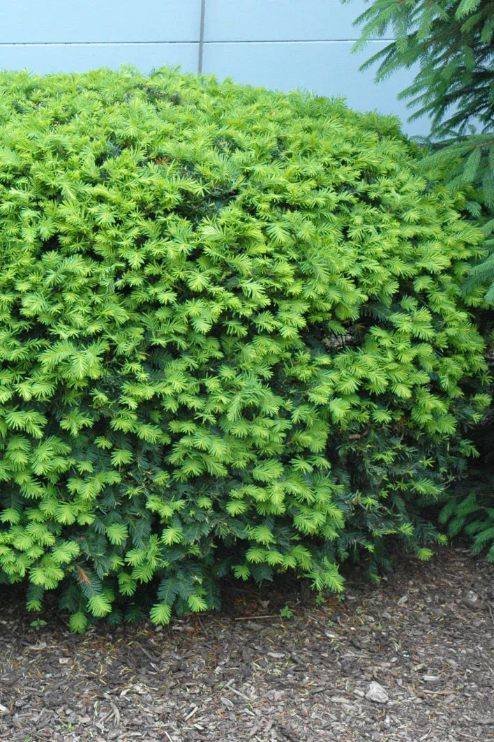 YEW, DENSIFORMIS, #7