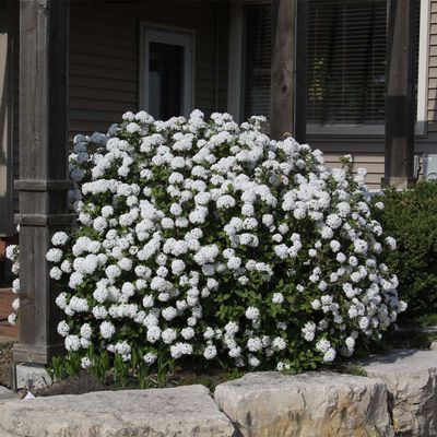 VIBURNUM, SPICE ISLAND, #5