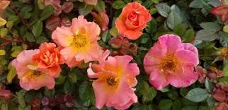 ROSE, FIRECRACKER, #3