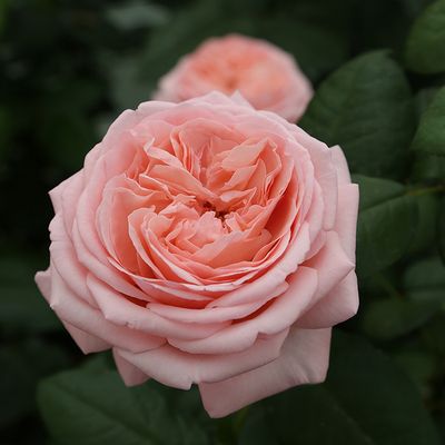 ROSE, MARTHA STEWART, #5