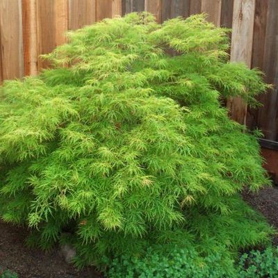 JAPANESE MAPLE, VIRIDIS