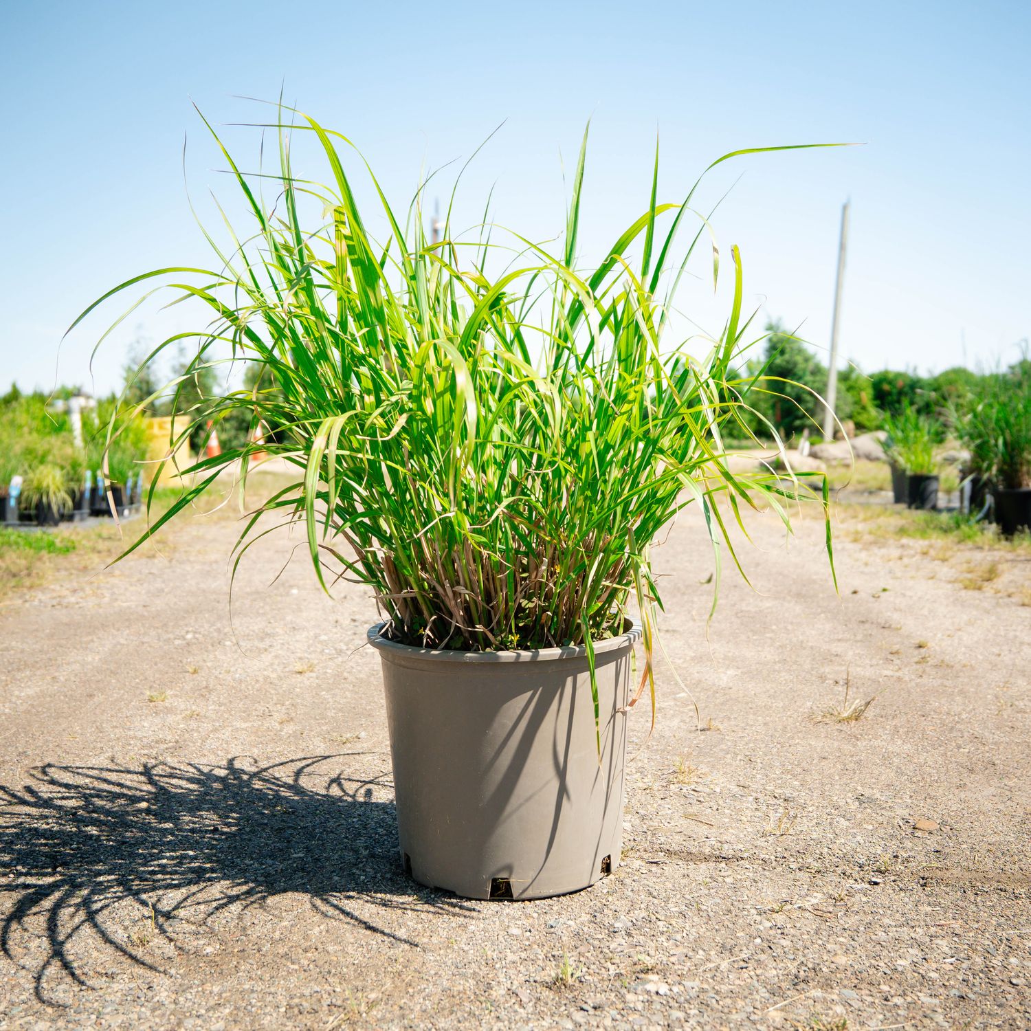 MISCANTHUS, ZEBRA GRASS, #5