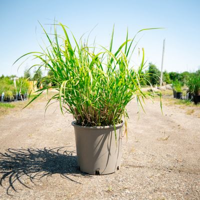 MISCANTHUS, ZEBRA GRASS, #5