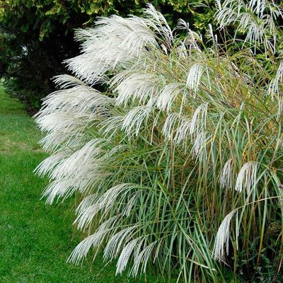 MISCANTHUS, JAPANESE SILVER GRASS, #5