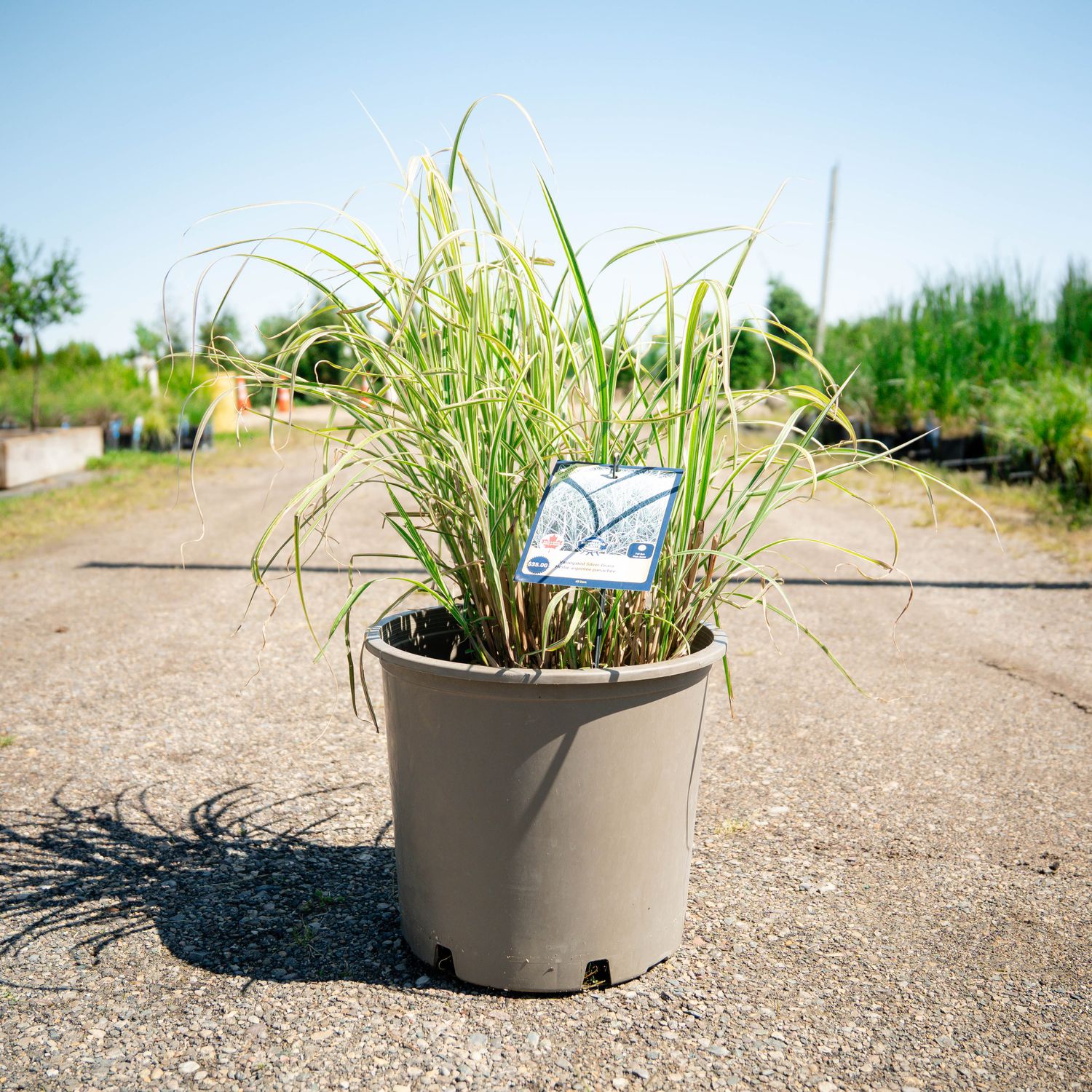 MISCANTHUS, JAPANESE SILVER GRASS, #5