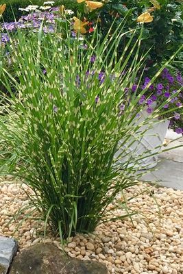 MISCANTHUS STRICTUS, PORCUPINE, #5