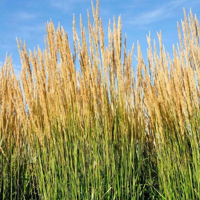 REED GRASS, KARL FOERSTER, #5