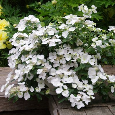 HYDRANGEA, FAIRYTRAIL BRIDE, 12"