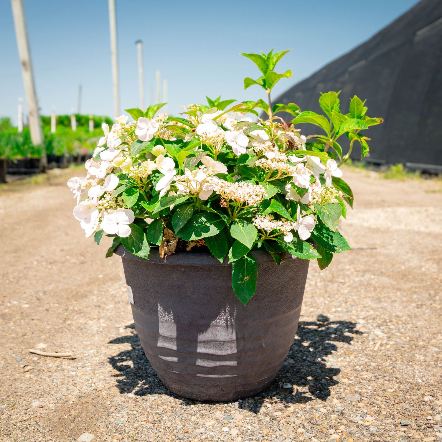HYDRANGEA, FAIRYTRAIL BRIDE, 12"