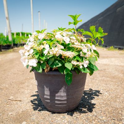 HYDRANGEA, FAIRYTRAIL BRIDE, 12"