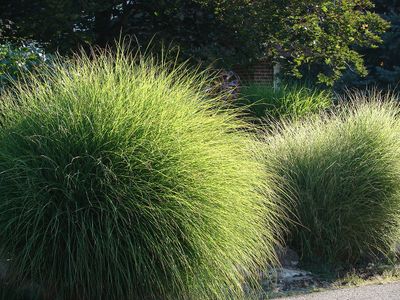 MISCANTHUS GRAC., #5